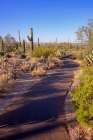 Arizona-Tucson-Saguaro National Park Art Print